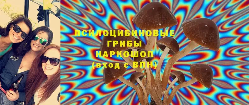 Галлюциногенные грибы Psilocybine cubensis  Печора 